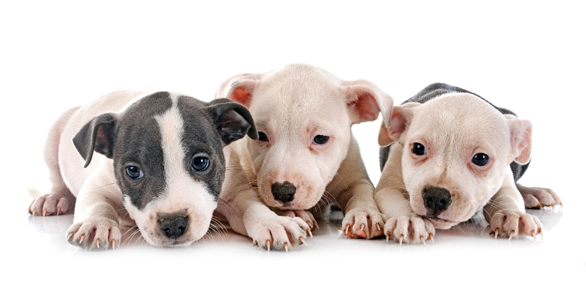 stafordsirsky bulterier šteniatka